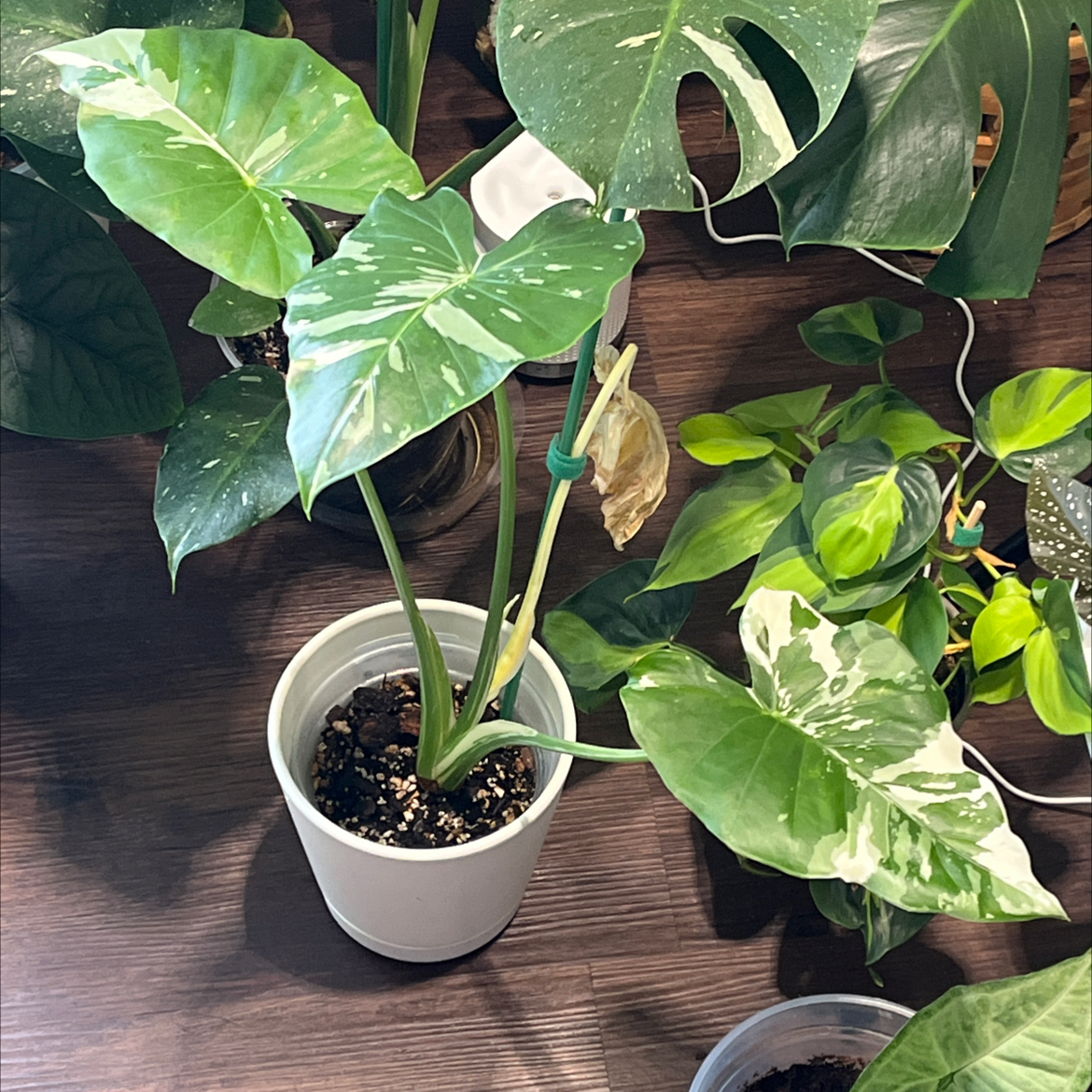 Photo of the plant species Alocasia Okinawa Silver by @Tranquiltropics named Okina on Greg, the plant care app