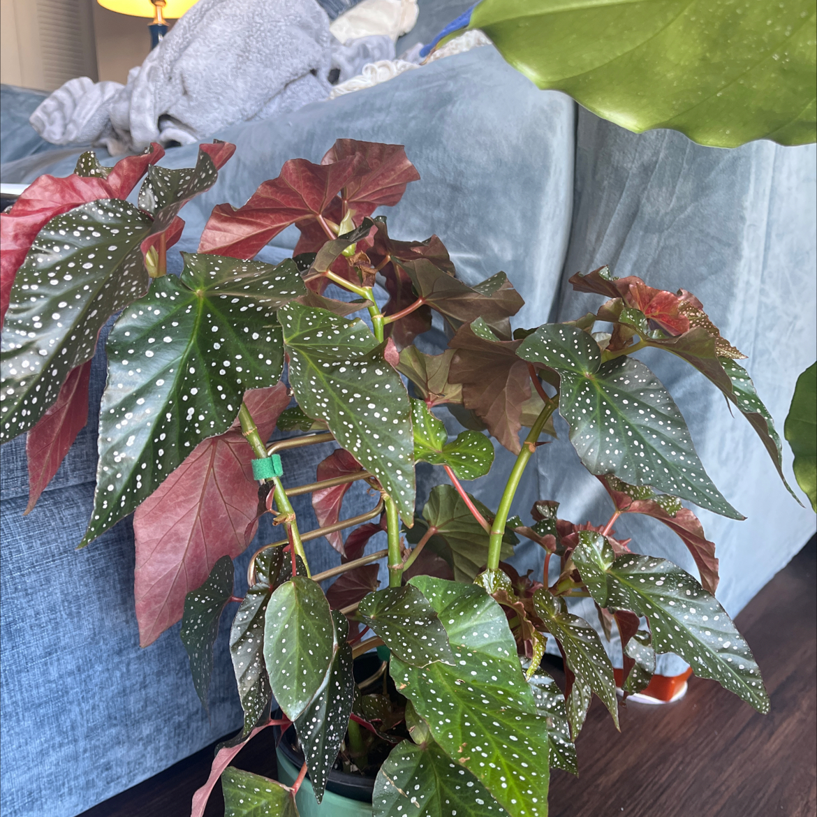 Photo of the plant species Angel Wing Begonia by @Tranquiltropics named Princess on Greg, the plant care app