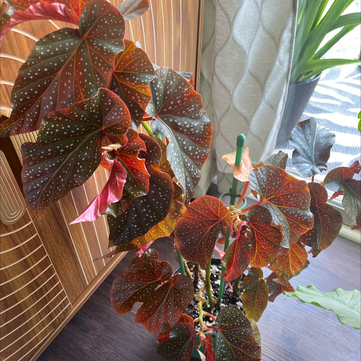 Photo of the plant species Angel Wing Begonia by @Tranquiltropics named Princess on Greg, the plant care app