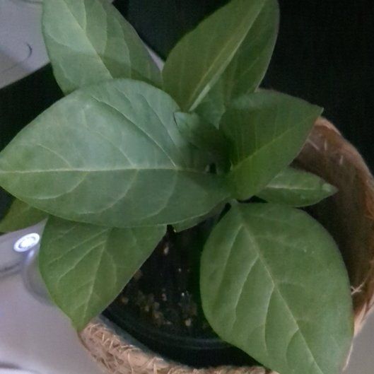 Photo of the plant species Datura reburra by @ModelTimeout29 named Orwell on Greg, the plant care app