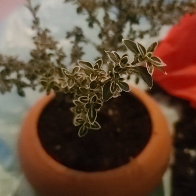 Photo of the plant species Snowrose by @ShowySalsify21 named Eva on Greg, the plant care app