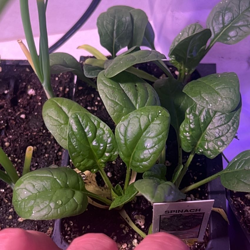 Photo of the plant species Malabar Spinach by @BraveRubyball82 named Demi on Greg, the plant care app