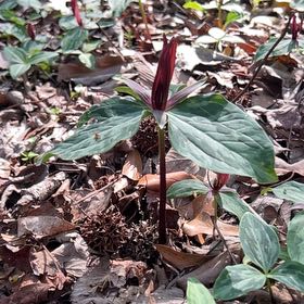 Photo of the plant species Prairie Trillium by @DeftRosea12 named Treeyoncé on Greg, the plant care app