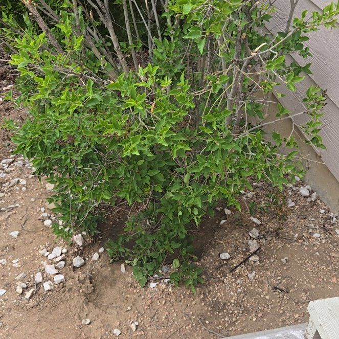 Photo of the plant species Indian Jujube by @DeanDeathcap32 named Aristotle on Greg, the plant care app