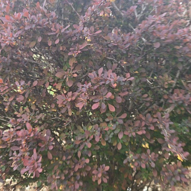 Photo of the plant species Japanese Barberry by @DeanDeathcap32 named Michelle Branch on Greg, the plant care app