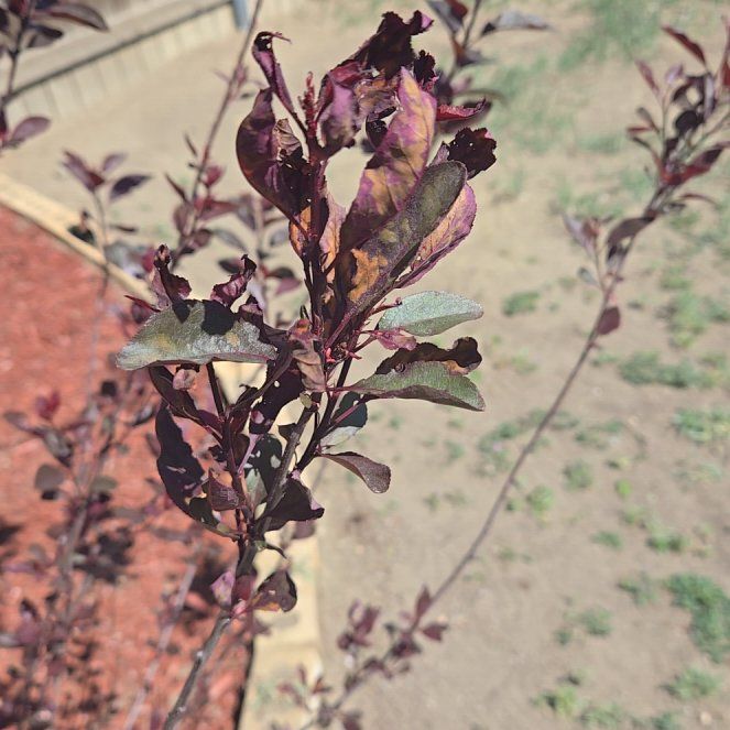 Photo of the plant species Cherry Plum by @DeanDeathcap32 named Prince on Greg, the plant care app