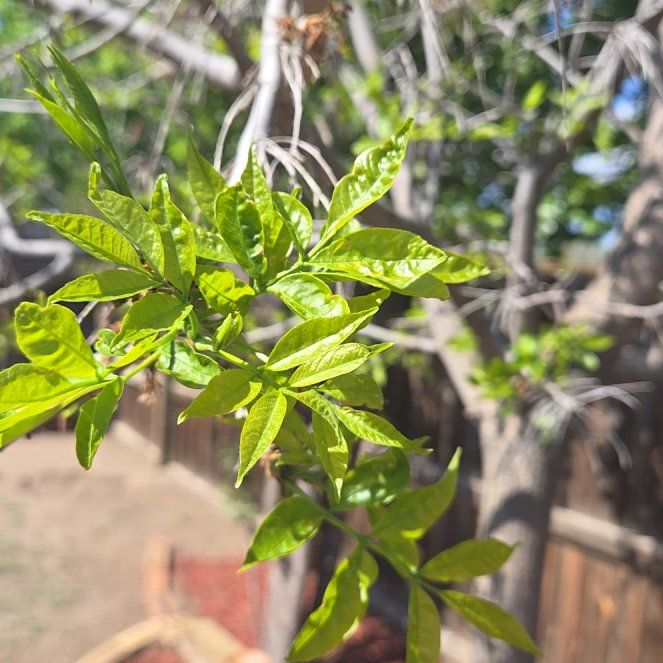Photo of the plant species Tropical Ash by @DeanDeathcap32 named Orwell Ash on Greg, the plant care app