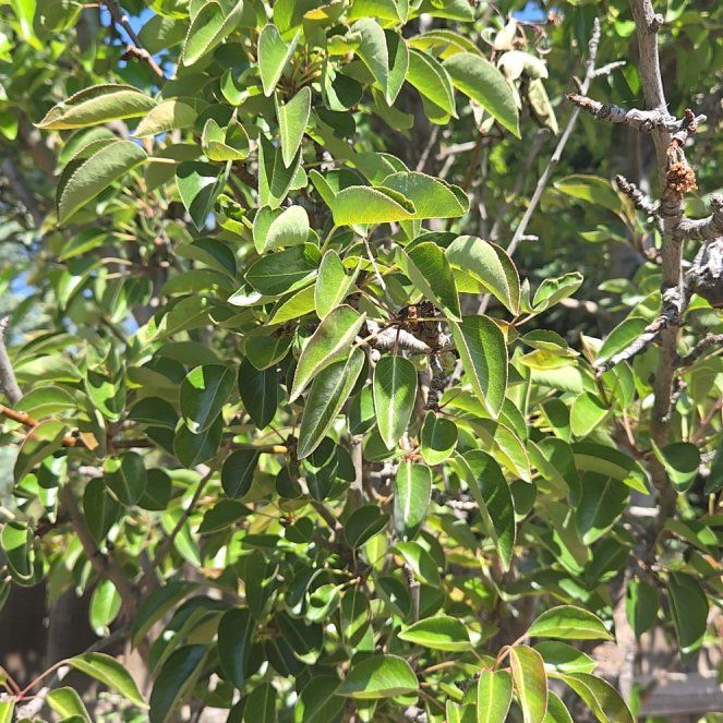 Photo of the plant species Common Pear by @DeanDeathcap32 named Pear Tree on Greg, the plant care app