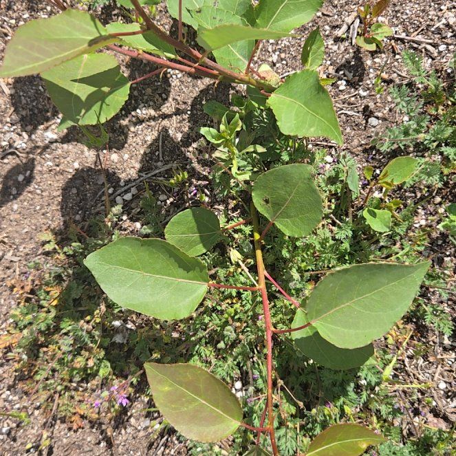 Photo of the plant species Japanese Knotweed by @DeanDeathcap32 named Tolkien on Greg, the plant care app