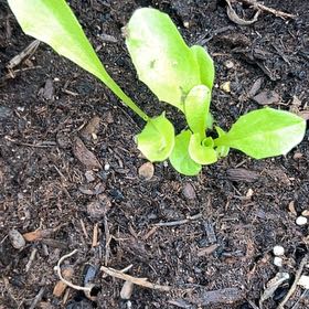 Photo of the plant species Escarole by @SirFanmoss26 named Clooney on Greg, the plant care app