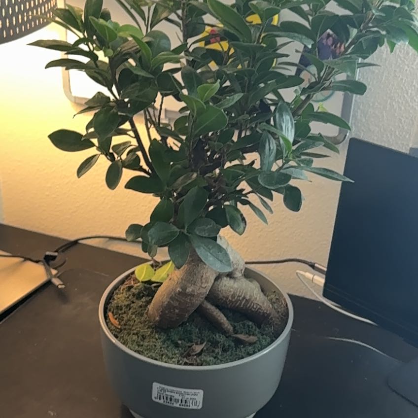 Photo of the plant species Bonsai by @StableKanono20 named Keanu Leaves on Greg, the plant care app
