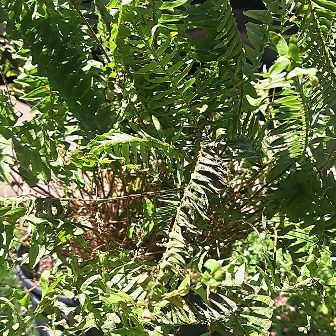 Photo of the plant species Kimberly Queen Fern by @HipSoftbrome65 named Sonora on Greg, the plant care app
