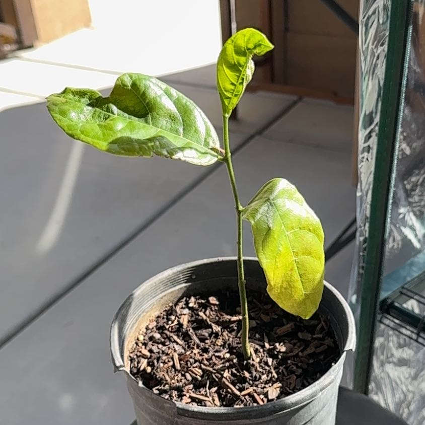 Photo of the plant species Jackfruit by @SageMint40 named Austen on Greg, the plant care app