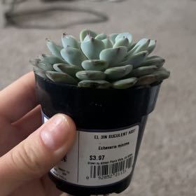 Photo of the plant species Miniature Echeveria  by @TutorLimabean81 named Surya on Greg, the plant care app
