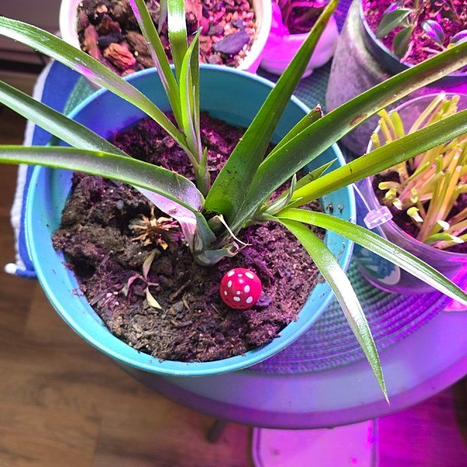 Photo of the plant species Guzmania Bromeliad by @Gardengirl82 named Athena on Greg, the plant care app