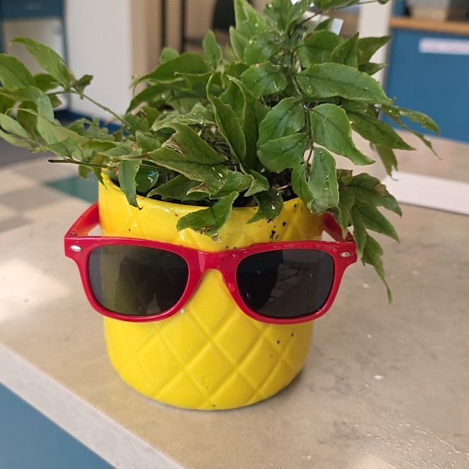 Photo of the plant species House Holly-Fern by @Gardengirl82 named Kobe on Greg, the plant care app