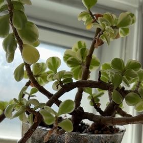 Photo of the plant species Elephant Bush by @SmartNapaea42 named Naomi on Greg, the plant care app