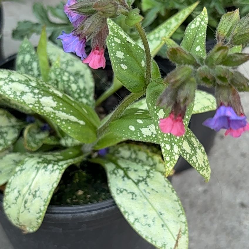 Photo of the plant species Common Lungwort by @SmartNapaea42 named Hamilton on Greg, the plant care app