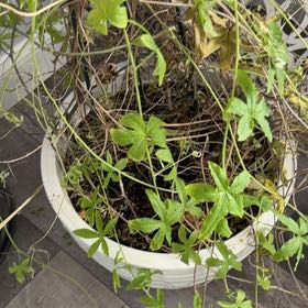 Photo of the plant species Japanese Hop by @EventfulSalsify named James Dean on Greg, the plant care app