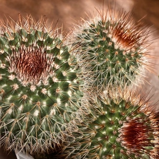 Spiny pincushion cactus plant in Southampton, Pennsylvania