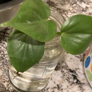 Heartleaf Philodendron plant photo by Moonstoneeyes named Cora on Greg, the plant care app.