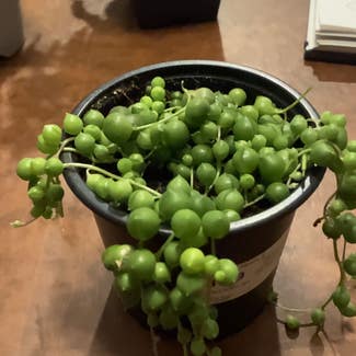 String of Pearls plant in Southampton, Pennsylvania