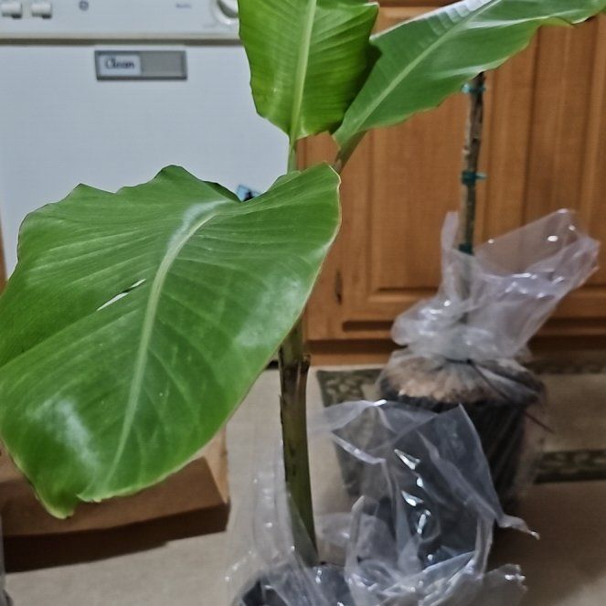 Photo of the plant species Blue Java Banana Tree by @PluckyMoss79 named Michelle Branch on Greg, the plant care app