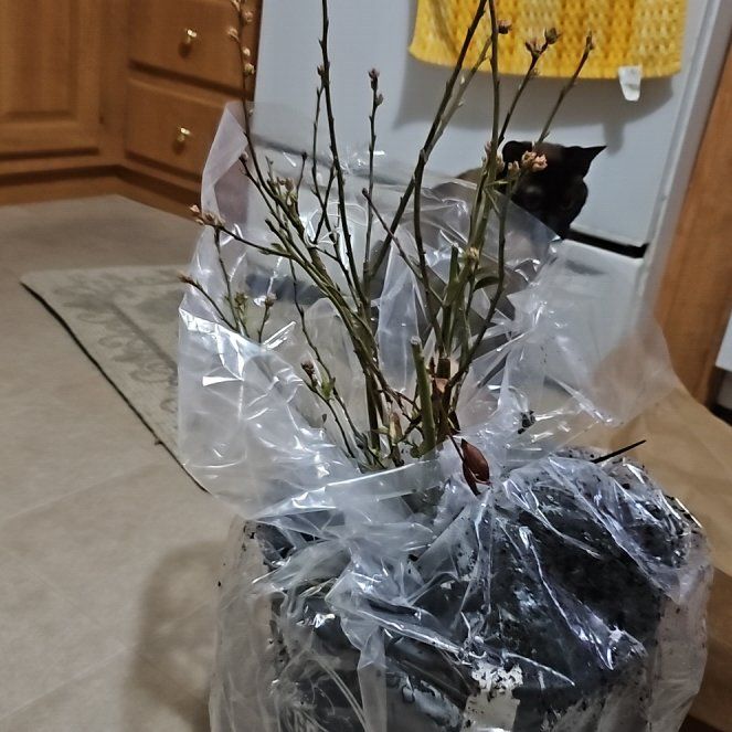 Photo of the plant species Pink Lemonade Blueberry by @PluckyMoss79 named Figyonce on Greg, the plant care app