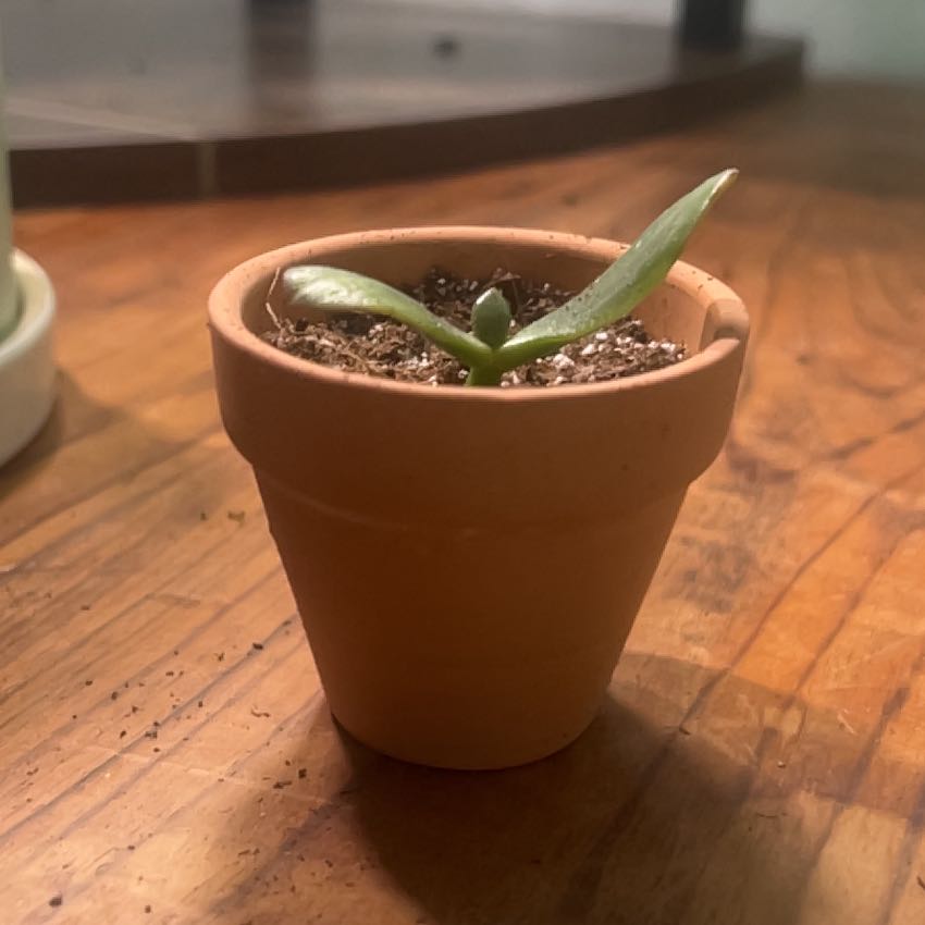 Photo of the plant species Crassula Ovata by @TuedayMerrie named Crassula De’Vil on Greg, the plant care app