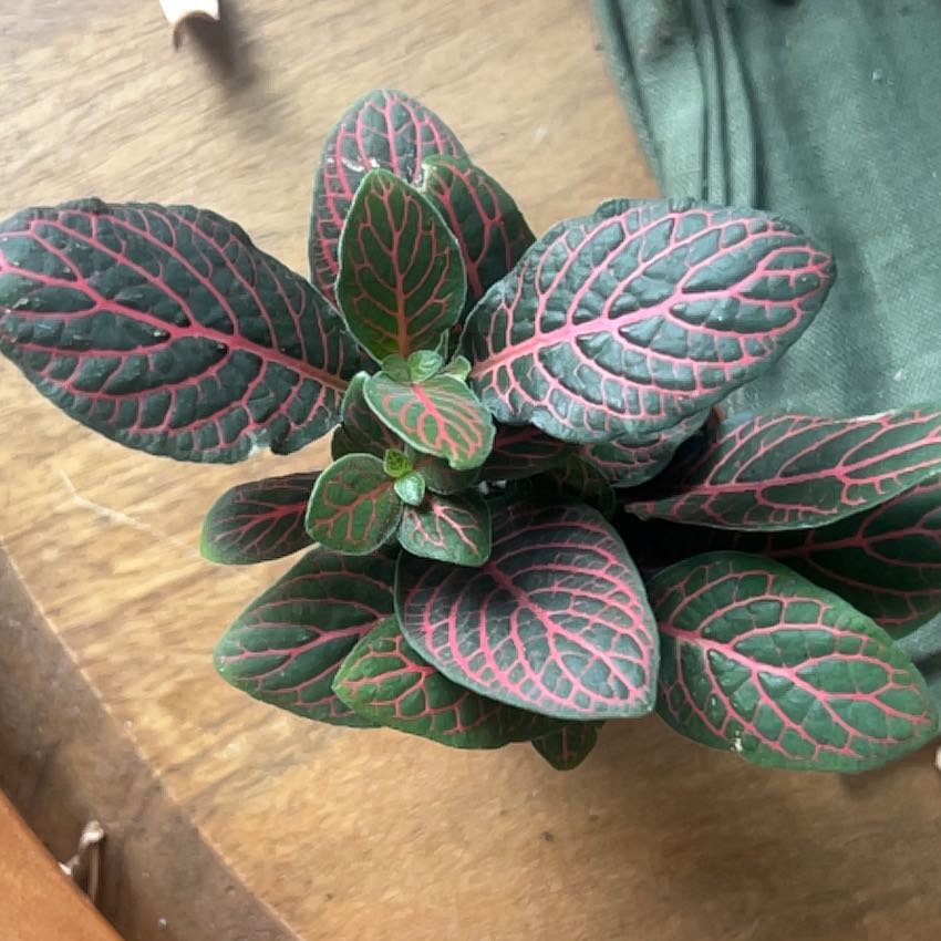 Photo of the plant species Fittonia by @TuedayMerrie named G.O.D. on Greg, the plant care app
