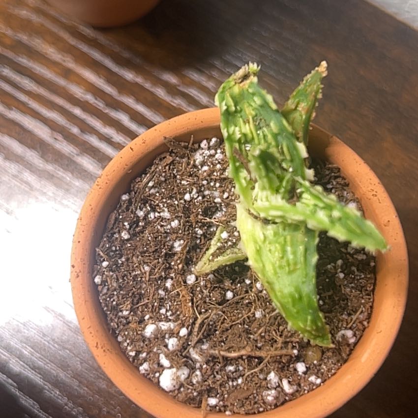 Photo of the plant species Aloe brevifolia x humilis by @TuedayMerrie named Bonnie on Greg, the plant care app