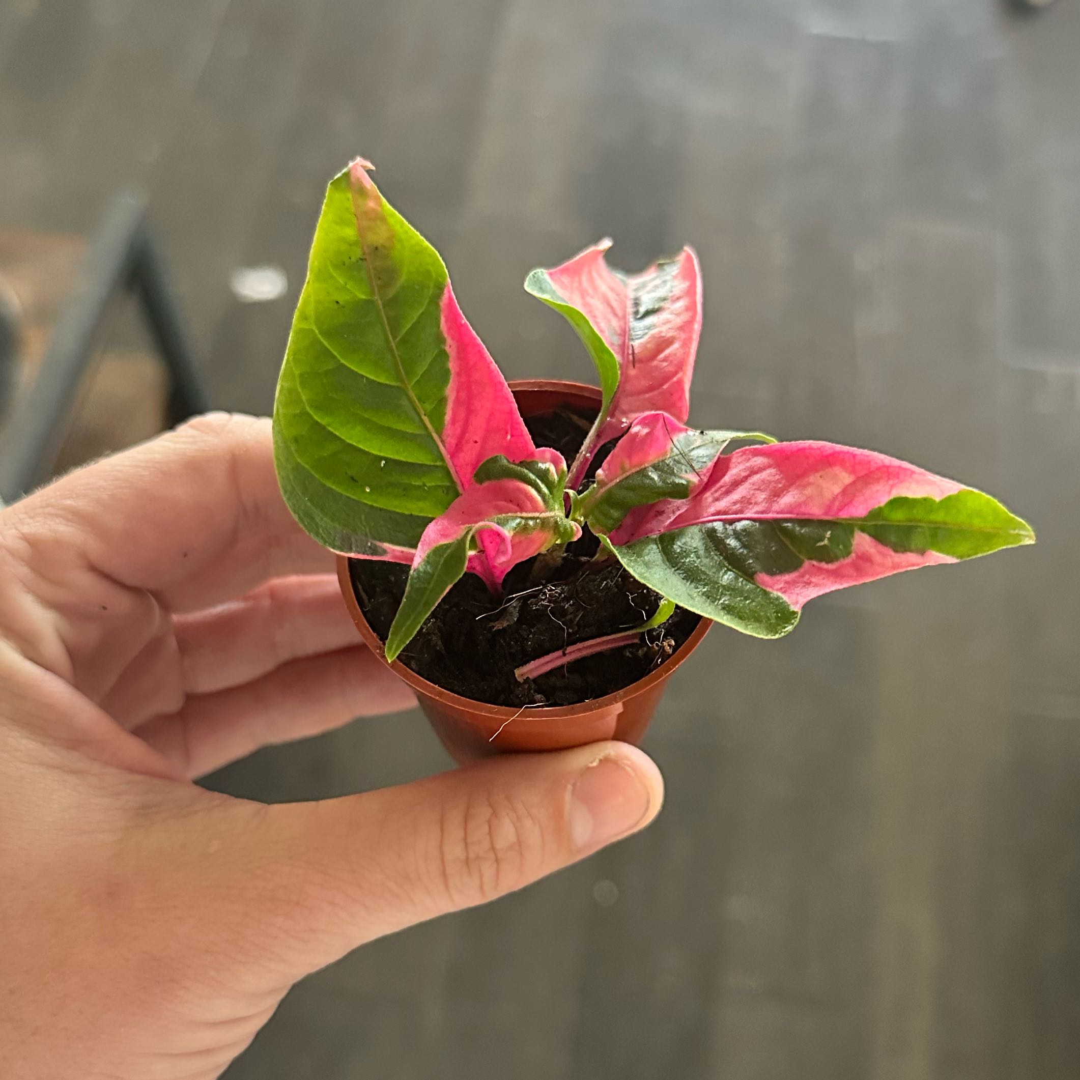 Photo of the plant species Hairy Joyweed by @TuedayMerrie named Wall-E on Greg, the plant care app