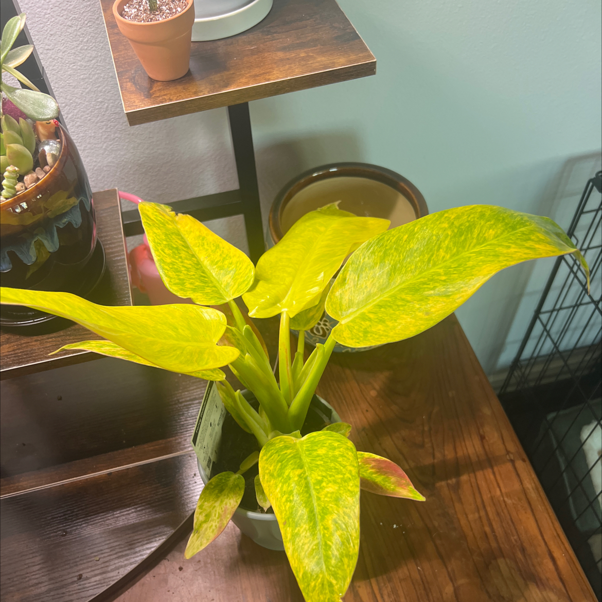 Photo of the plant species Idk by @TuedayMerrie named Fancy on Greg, the plant care app