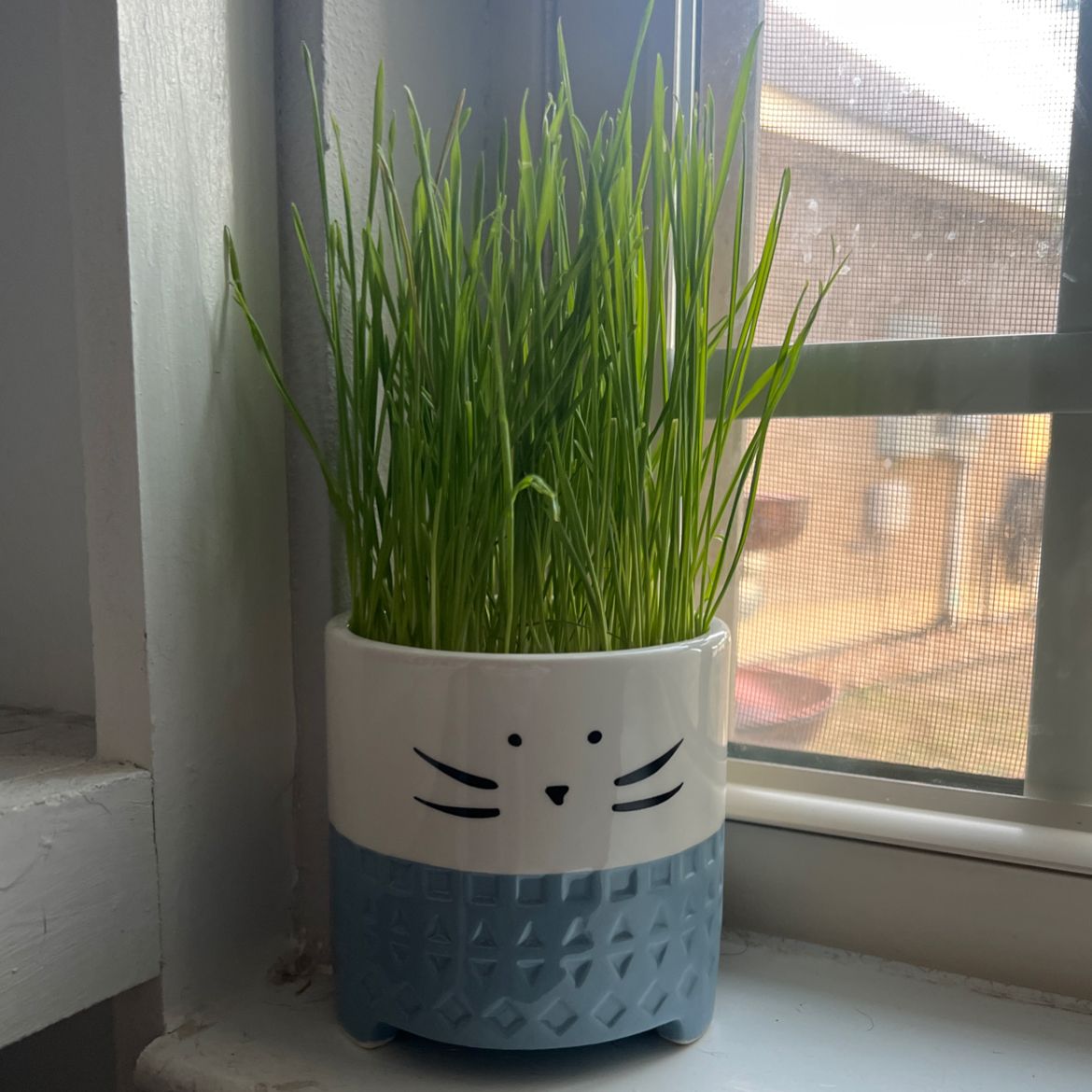 Photo of the plant species cat grass by @TuedayMerrie named Felix on Greg, the plant care app