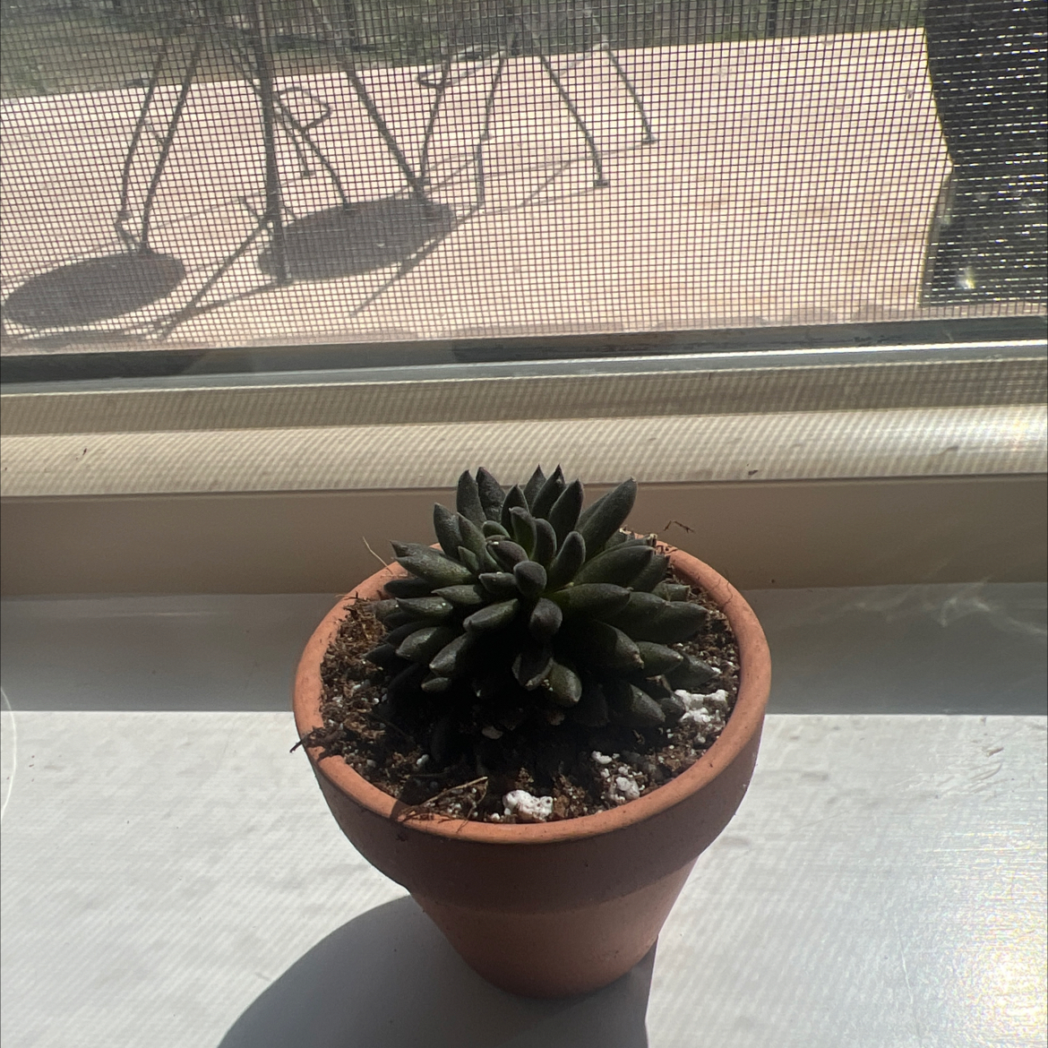 Photo of the plant species Black Sea Urchin by @TuedayMerrie named Ursula on Greg, the plant care app