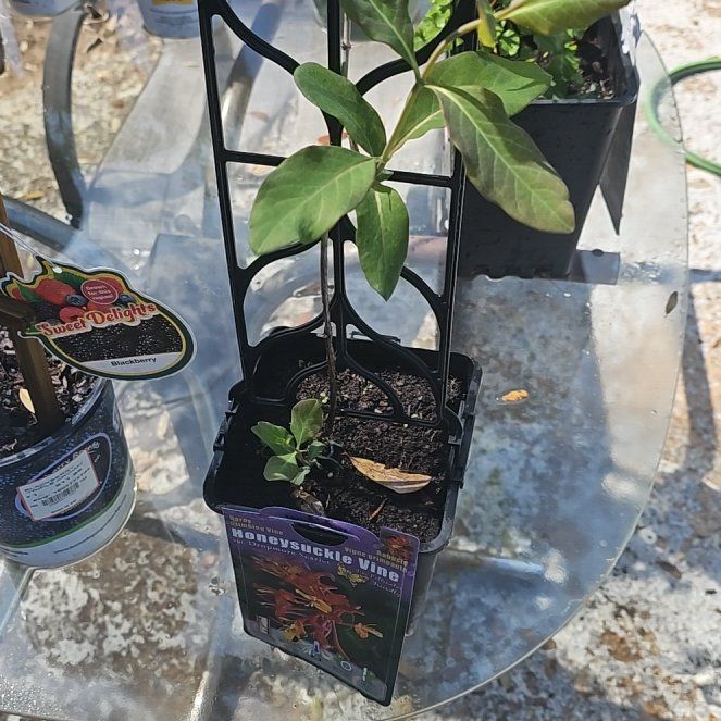 Photo of the plant species Dropmore Scarlet Trumpet Honeysuckle by @TunefulGabisan5 named Doja Cat on Greg, the plant care app