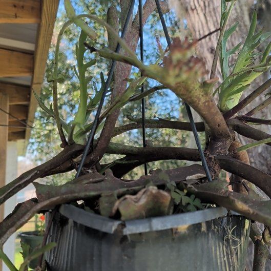 Photo of the plant species Elk Antlers Kalanchoe by @TopCliantro76 named Nithin on Greg, the plant care app