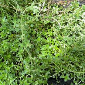 Photo of the plant species Large Thyme by @PetMandrake91 named Ulysses S Plant on Greg, the plant care app