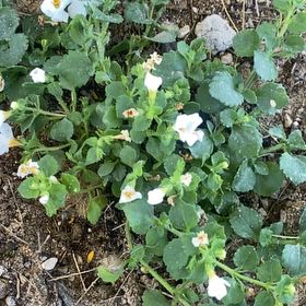 Photo of the plant species Bacopa 'Megacopa White' by @NewSarcodes47 named Aria on Greg, the plant care app