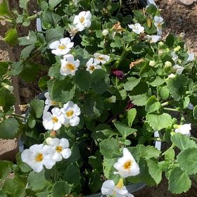 Photo of the plant species Salvia Cistus by @NewSarcodes47 named Salvia cistus on Greg, the plant care app