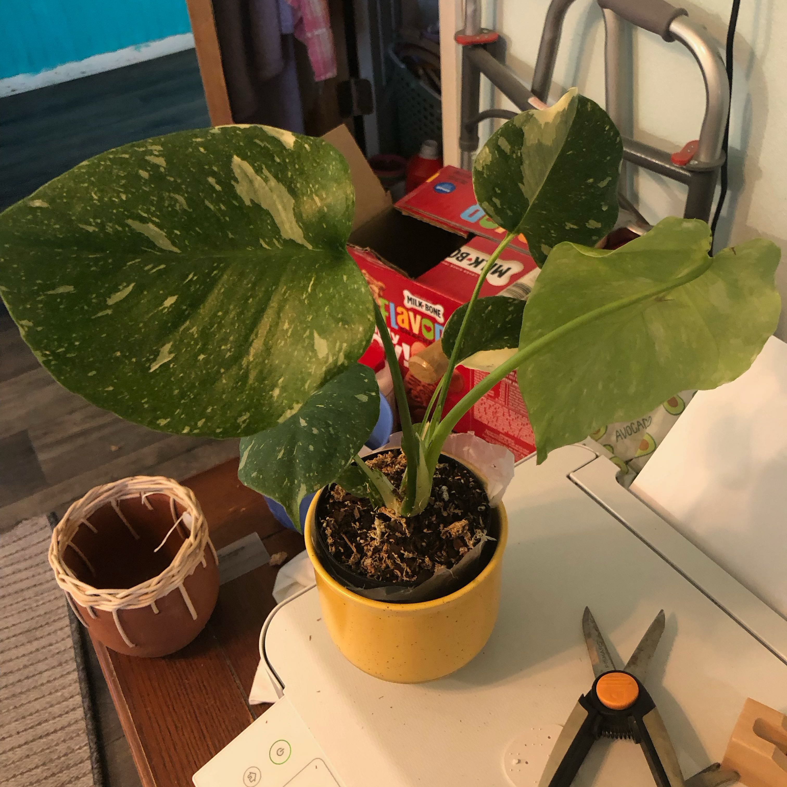 Photo of the plant species monstera Thai Con by @ConfidentRimu named Mike on Greg, the plant care app