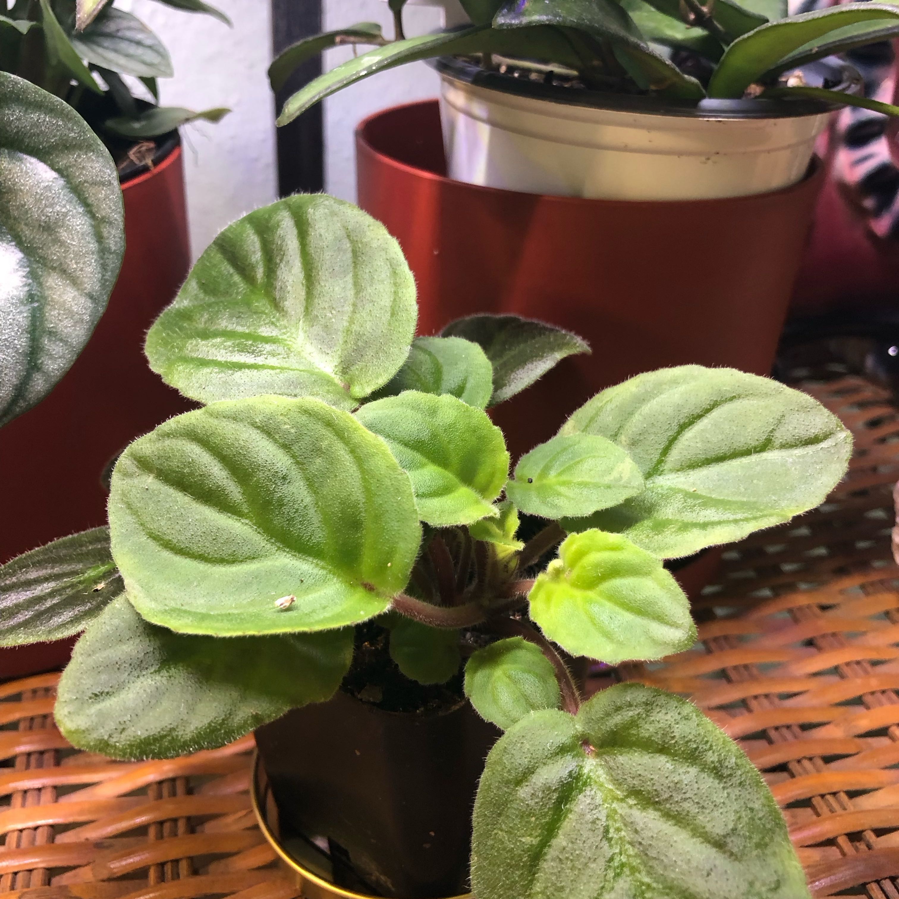 Photo of the plant species Trailing African Violet by @ConfidentRimu named Rob’s Vanilla Trail on Greg, the plant care app