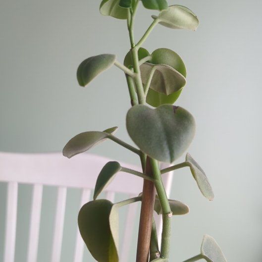 Photo of the plant species Felted Peperomia by @BriskCopperleaf named Pepper on Greg, the plant care app