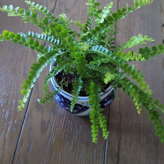 Photo of the plant species Tricolor Fern by @BriskCopperleaf named Fernie on Greg, the plant care app