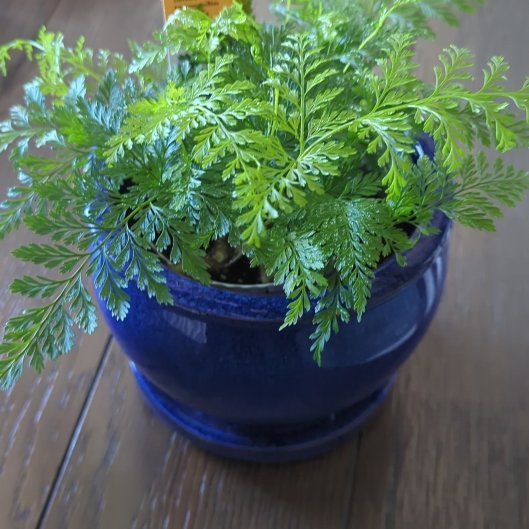 Photo of the plant species Black Rabbit's Foot Fern by @BriskCopperleaf named Marshall on Greg, the plant care app