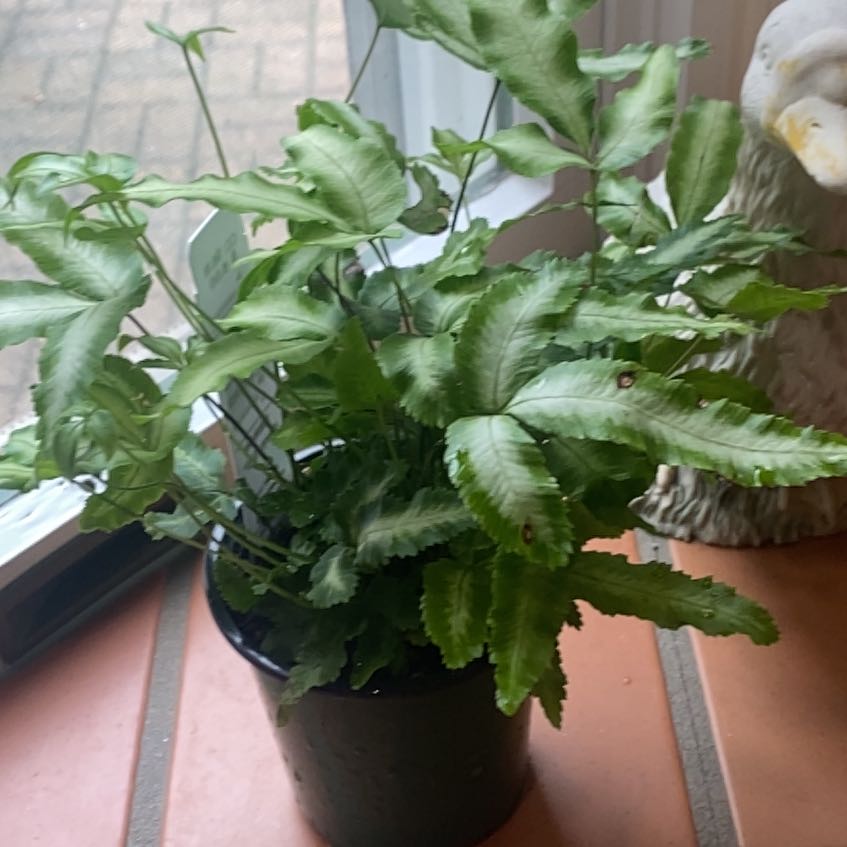 Photo of the plant species Ribbon Fern by @HayleyK named Rabbit on Greg, the plant care app