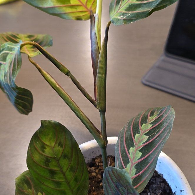 Photo of the plant species Prayer Plant by @MelodiousHope24 named Dax on Greg, the plant care app