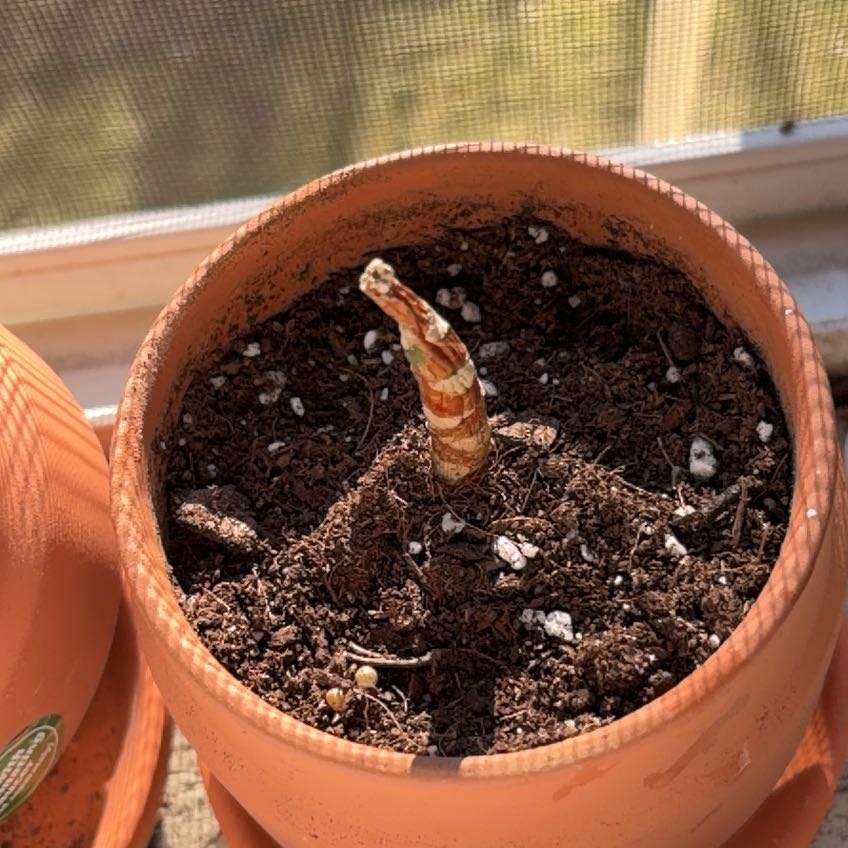 Photo of the plant species Cotyledon 'Mint Truffles' by @ComicClusia10 named Tiry on Greg, the plant care app