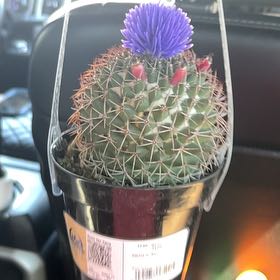 Photo of the plant species cactus by @ProOrchid29 named Purplelishious on Greg, the plant care app
