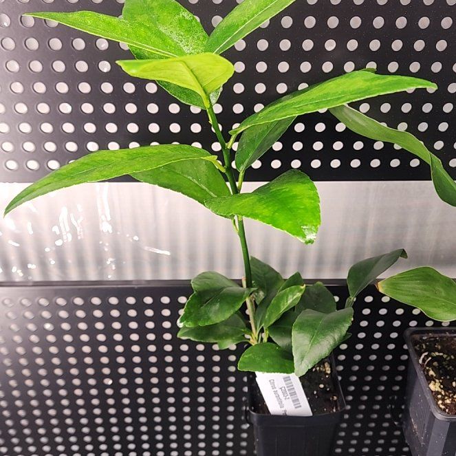 Photo of the plant species Bearss Lime by @MagicallyNoni31 named Xerxes on Greg, the plant care app